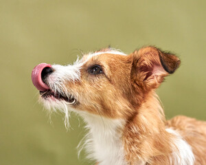close up portrait of a dog
