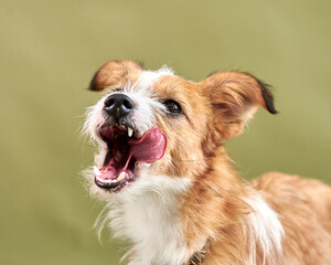 portrait of a dog,  dog licks