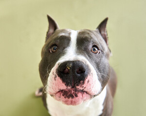 american staffordshire terrier studio photo on green background, copy space