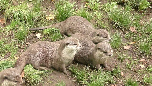 Neugierige Otter in der Natur: Ein fesselnder Blick auf die putzigen Tiere, die Freude und Unbeschwertheit in ihrem nat&uuml;rlichen Lebensraum ausstrahlen, Gruppe
