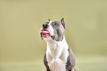 american staffordshire terrier sticking out its tongue