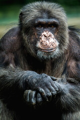 Chimpanzee portrait in zoo park