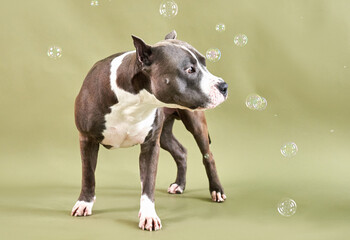 american staffordshire terrier playing with bubbles