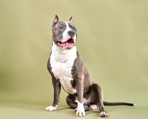 Portrait of a dog breed American Staffordshire Terrier on a green background
