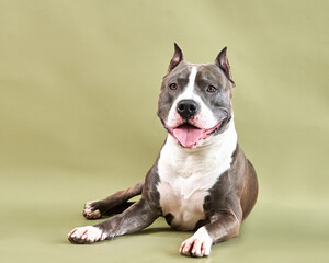 Portrait of a dog breed American Staffordshire Terrier on a green background