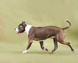 american staffordshire terrier studio photo on green background, copy space
