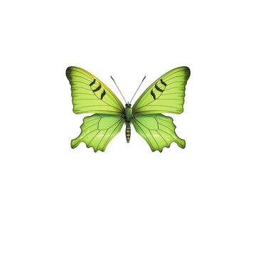 The Common Yeoman butterfly isolated in fancy color profile reflecting a shadow over a transparent background