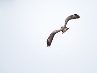 Flying buzzard looking back