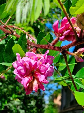Pink acacia flower bush. Floral summer photo. Branch with leaves and flowers of pink acacia. Acacia rose (Robinia hispida) on a tree branch