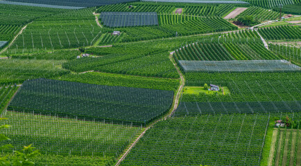 Fields with fruit and wine around Lake Caldonazzo in Italy