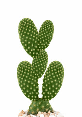 Cactus Leaves on White Background - Ceres Grandee floras Extract #cactus #cacti