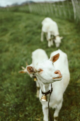 Obraz premium goats in the pasture environment of the Alps