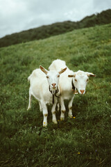 goats in the pasture environment of the Alps