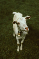 goats in the pasture environment of the Alps