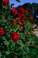 Beautiful red roses. Lush bush of pink roses Romantic luxury background or wallpaper.