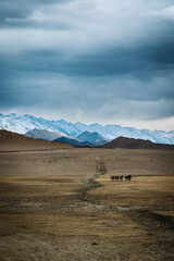 Kiang, the wild asses of Ladakh, graze peacefully in the foreground. Against the awe-inspiring backdrop of snowcapped mountains