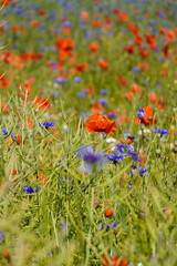 field of poppy flowers
