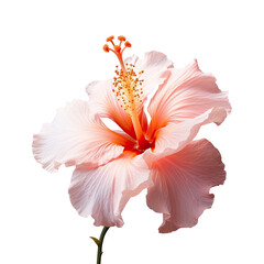 Stamens of a hibiscus flower closeup against transparent background
