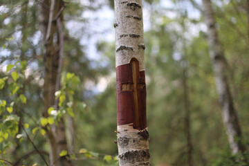 In the mountains, Carpathian mountains travel, beautiful nature background, traveling to Ukraine