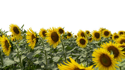 Sunflower in the field png. Field of sunflowers with transparent background