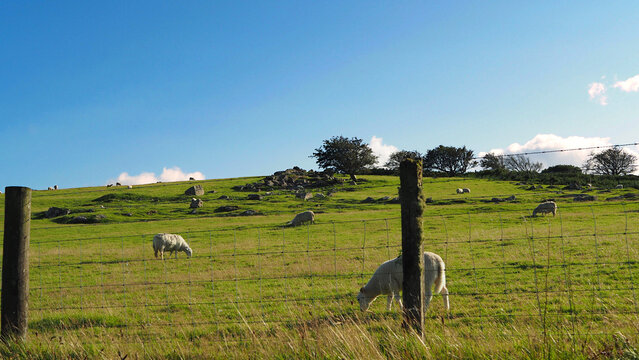 Bright summer afternoon,sheep on the moor in Cornwall,with blue sky,green grass and light cloud.