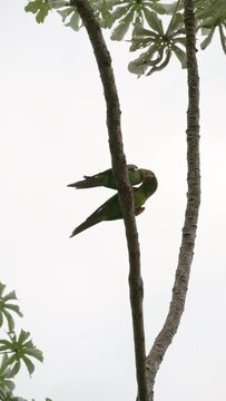 White-eyed Parakeets clean each other and it looks almost as if they are cuddling. Filmed in Goiania in Brazil.