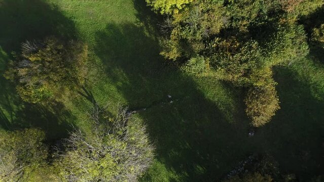 Autumn trees, drone shot, Bergell, Graubuenden, Switzerland, Europe