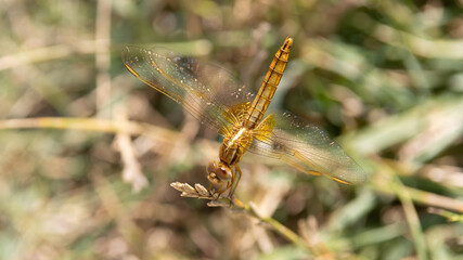 Golden dragonfly on a steam of grain, in Camargue natural park, France 