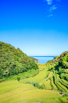 夏の浜野浦の棚田　佐賀県松浦郡　Hamanoura Rice Terraces in summer. Saga Pref, Matsuura-gun.