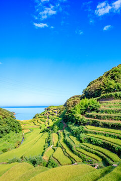 夏の浜野浦の棚田　佐賀県松浦郡　Hamanoura Rice Terraces in summer. Saga Pref, Matsuura-gun.