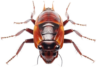 Insect in close up in front view with transparent background. Generative AI