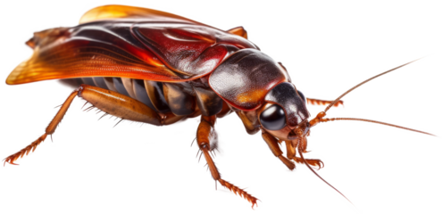 Insect in close up in side view with transparent background. Generative AI 1
 