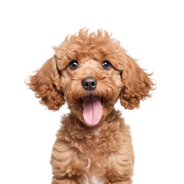 Cute toy poodle puppy on white background. Generative AI