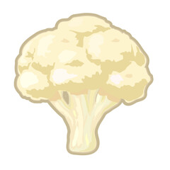 カリフラワーのイラスト