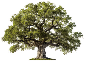Old century oak tree with transparent background