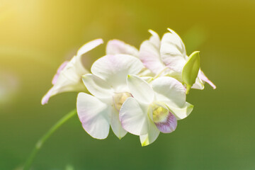 White Orchids