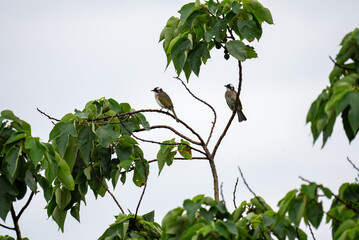 Wildlife, Birds, Pulsatilla, Pycnonotus sinensis