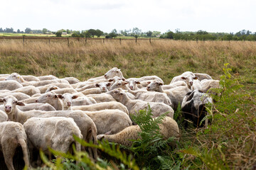 Obraz premium A Peaceful Flock of Sheep Grazing in a Green Pasture