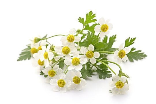 Feverfew On White Background. Generative AI