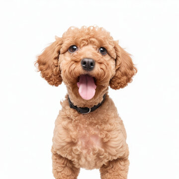 Cute toy poodle puppy on white background. Generative AI
