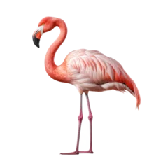 Fotobehang pink flamingo looking isolated on white © Tidarat