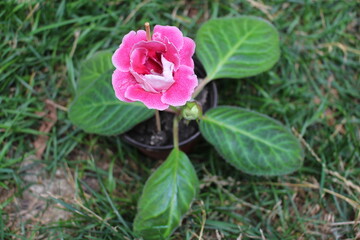 A pink flower in a pot