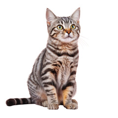 transparent background with alert adult tabby cat