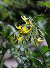 yellow flowers of tomato plant in the garden