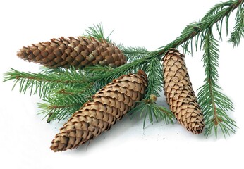brown cones as seedvessels of spruce coniferous tree close up