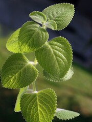 green aromatish green leaves of  Plectranthus argentatus-african mint plant close up