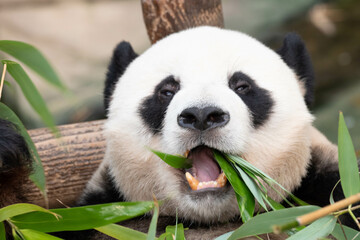 Close up Male Panda, Le Bao, eating Bamboo Leaves, Everland, South Korea