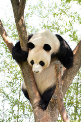Obraz premium Close up giant panda in Everland, South Korea