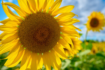 Naklejka premium Blooming sunflowers field at summer day