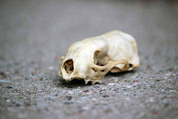 Old skull of an animal marten